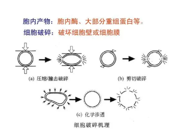 超聲波細(xì)胞破碎儀在各行業(yè)的廣泛應(yīng)用